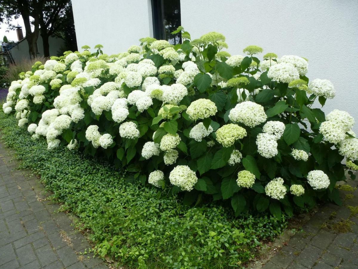 Bed and Breakfast Avellano Helmond Esterno foto